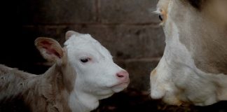 Estudo conclui que as vacas conversam entre si e mostram compaixão como os humanos