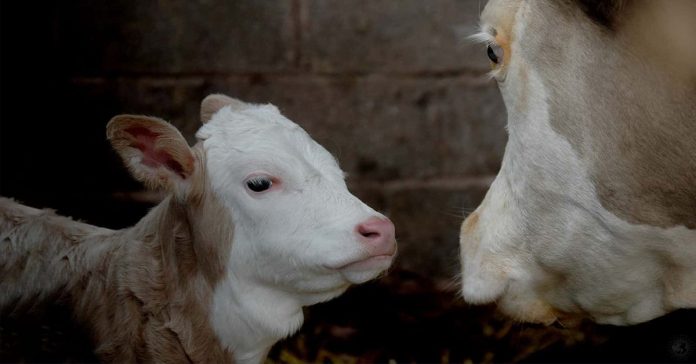 Estudo conclui que as vacas conversam entre si e mostram compaixão como os humanos