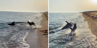 Cachorro e golfinho ficam famosos após serem flagrados brincando juntos em praia