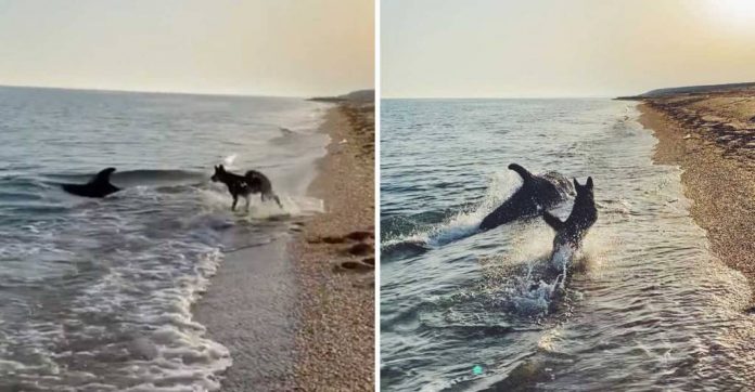 Cachorro e golfinho ficam famosos após serem flagrados brincando juntos em praia