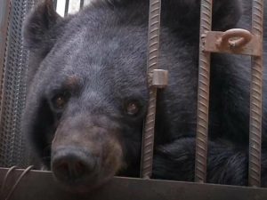 agrandeartedeserfeliz.com - Família fica chocada ao descobrir que seu “cachorro” raro era na verdade um urso em extinção