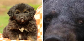 Família fica chocada ao descobrir que seu “cachorro” raro era na verdade um urso em extinção