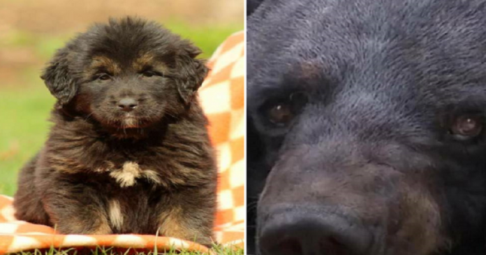 Família fica chocada ao descobrir que seu “cachorro” raro era na verdade um urso em extinção
