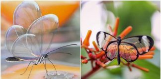 Borboleta de cristal: o incrível animal que fica transparente para confundir predadores