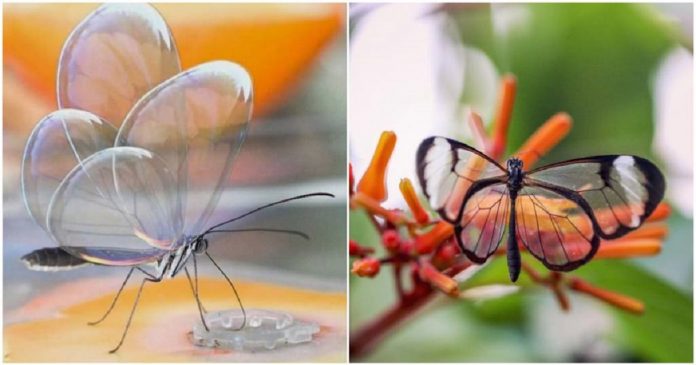 Borboleta de cristal: o incrível animal que fica transparente para confundir predadores