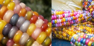Agricultor recupera bela variedade de milho ancestral