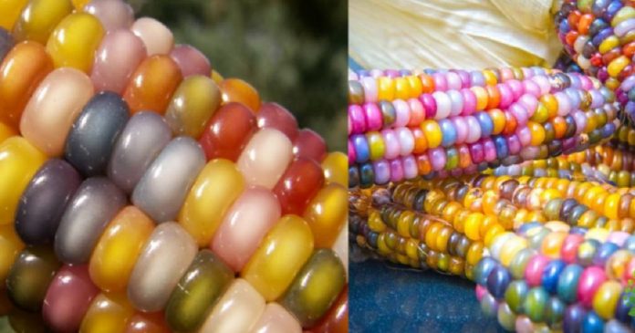 Agricultor recupera bela variedade de milho ancestral