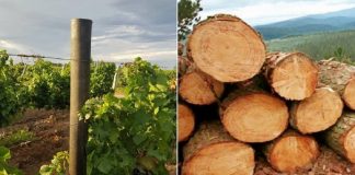 Argentinos criam madeira feita de resíduos plásticos que vai evitar o corte de 1,5 milhão de árvores