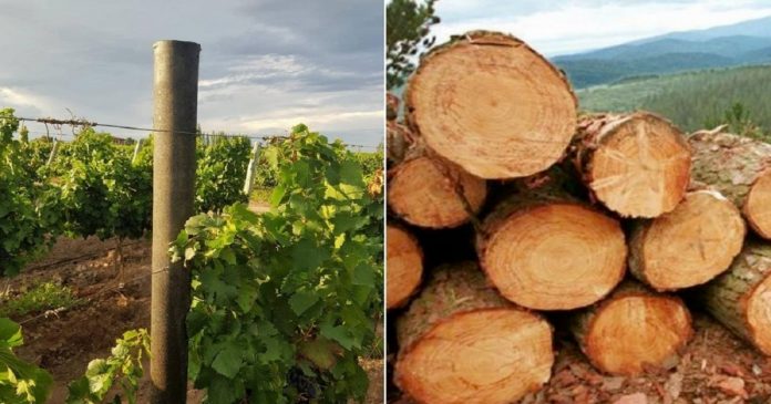Argentinos criam madeira feita de resíduos plásticos que vai evitar o corte de 1,5 milhão de árvores