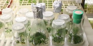Cientistas encontram sementes de 32 mil anos e conseguem ‘reviver’ planta
