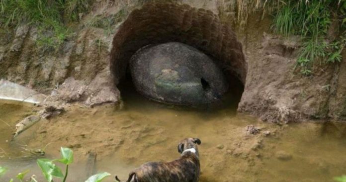 Eles foram pescar juraram ter encontrado um “ovo de dinossauro”, mas tiveram uma surpresa ainda maior