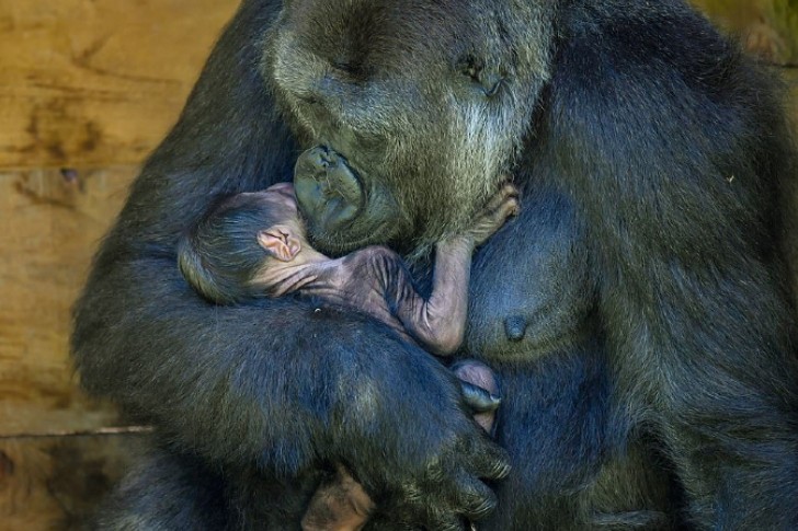 agrandeartedeserfeliz.com - Bebê gorila de espécie ameaçada de extinção nasce e sua mamãe não poderia estar mais feliz