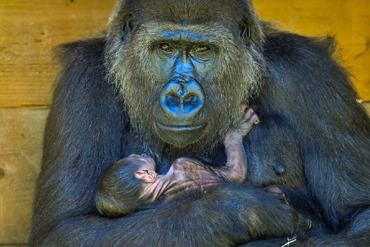 agrandeartedeserfeliz.com - Bebê gorila de espécie ameaçada de extinção nasce e sua mamãe não poderia estar mais feliz