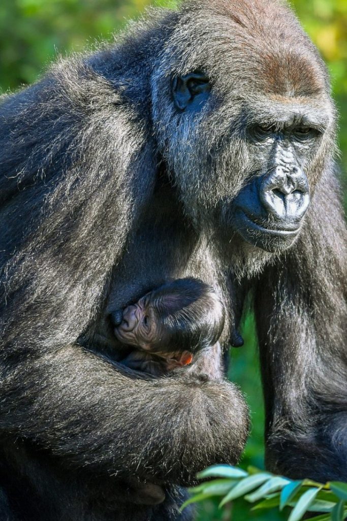 agrandeartedeserfeliz.com - Bebê gorila de espécie ameaçada de extinção nasce e sua mamãe não poderia estar mais feliz