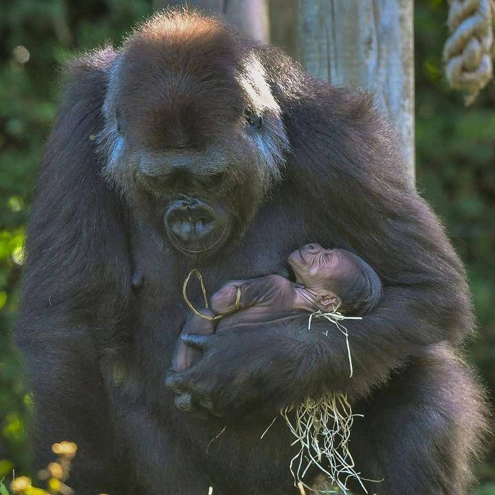 agrandeartedeserfeliz.com - Bebê gorila de espécie ameaçada de extinção nasce e sua mamãe não poderia estar mais feliz