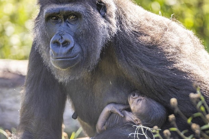 agrandeartedeserfeliz.com - Bebê gorila de espécie ameaçada de extinção nasce e sua mamãe não poderia estar mais feliz