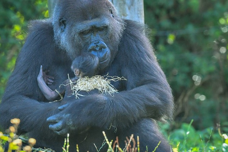 agrandeartedeserfeliz.com - Bebê gorila de espécie ameaçada de extinção nasce e sua mamãe não poderia estar mais feliz
