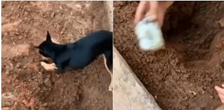 Pinscher de traficante revela à Polícia Federal o esconderijo de entorpecentes na casa do seu dono (vídeo)