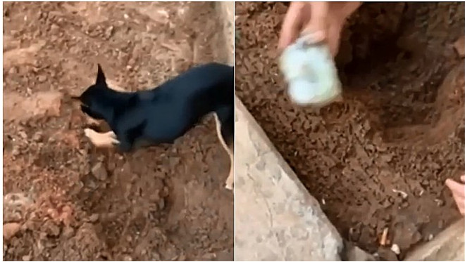 Pinscher de traficante revela à Polícia Federal o esconderijo de entorpecentes na casa do seu dono (vídeo)