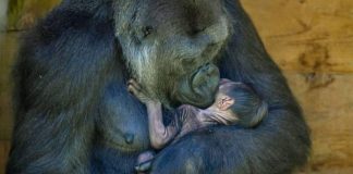 Bebê gorila de espécie ameaçada de extinção nasce e sua mamãe não poderia estar mais feliz