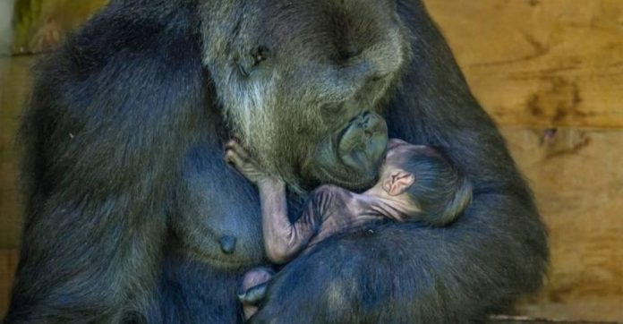 Bebê gorila de espécie ameaçada de extinção nasce e sua mamãe não poderia estar mais feliz