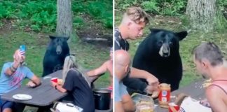 Família faz piquenique com urso selvagem, com direito a lugar à mesa e sanduíches