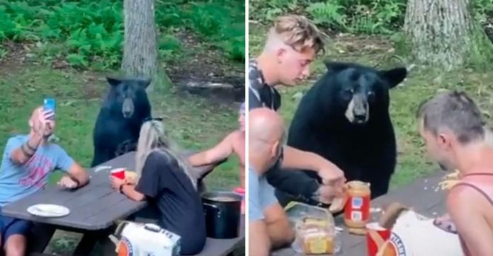 Família faz piquenique com urso selvagem, com direito a lugar à mesa e sanduíches