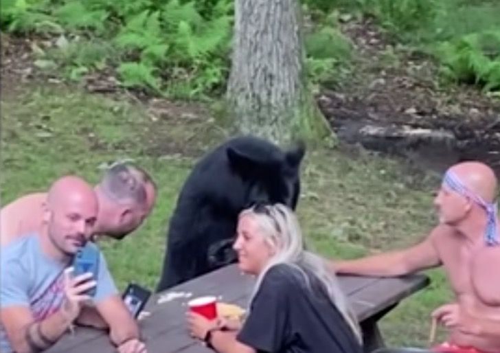 agrandeartedeserfeliz.com - Família faz piquenique com urso selvagem, com direito a lugar à mesa e sanduíches