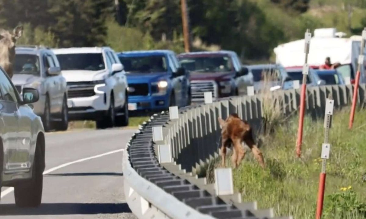 agrandeartedeserfeliz.com - Homem ajuda bebê alce a atravessar rodovia movimentada e se reunir com a mãe no Alasca