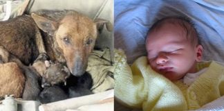 Moradora de Buenos Aires encontra cachorrinha aquecendo bebê abandonado em sua ninhada