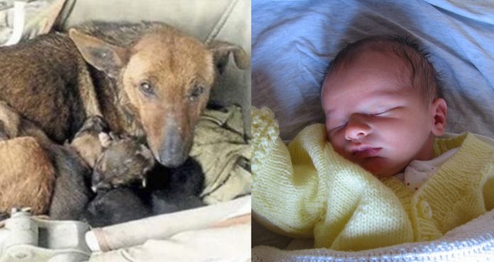 Moradora de Buenos Aires encontra cachorrinha aquecendo bebê abandonado em sua ninhada