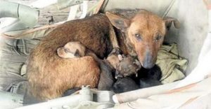 agrandeartedeserfeliz.com - Moradora de Buenos Aires encontra cachorrinha aquecendo bebê abandonado em sua ninhada