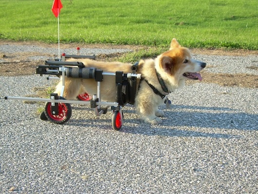 agrandeartedeserfeliz.com - Idoso de 92 anos usa tempo livre para construir carrinho para cães paraplégicos