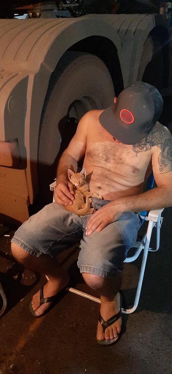 agrandeartedeserfeliz.com - Casal de caminhoneiros adota gatinho abandonado em estrada: 'Será muito amado'