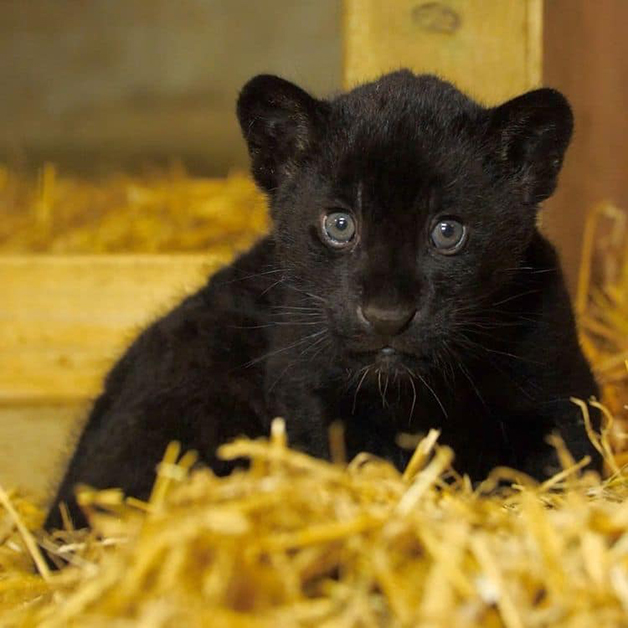 agrandeartedeserfeliz.com - Baby, a filhote de onça-pintada que parece uma mini-pantera negra nascida em santuário na Inglaterra