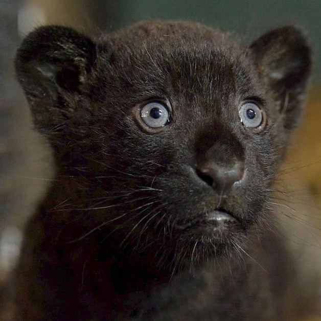 agrandeartedeserfeliz.com - Baby, a filhote de onça-pintada que parece uma mini-pantera negra nascida em santuário na Inglaterra