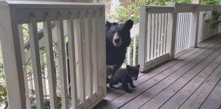 Ursa tem filhotes e os leva até amigo humano para “apresentar” suas crias [vídeo]
