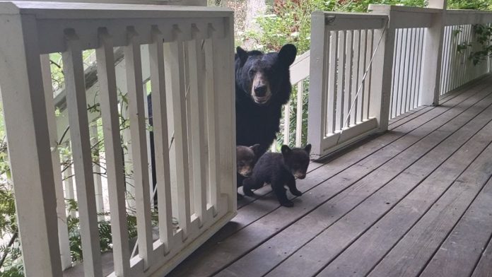 Ursa tem filhotes e os leva até amigo humano para “apresentar” suas crias [vídeo]