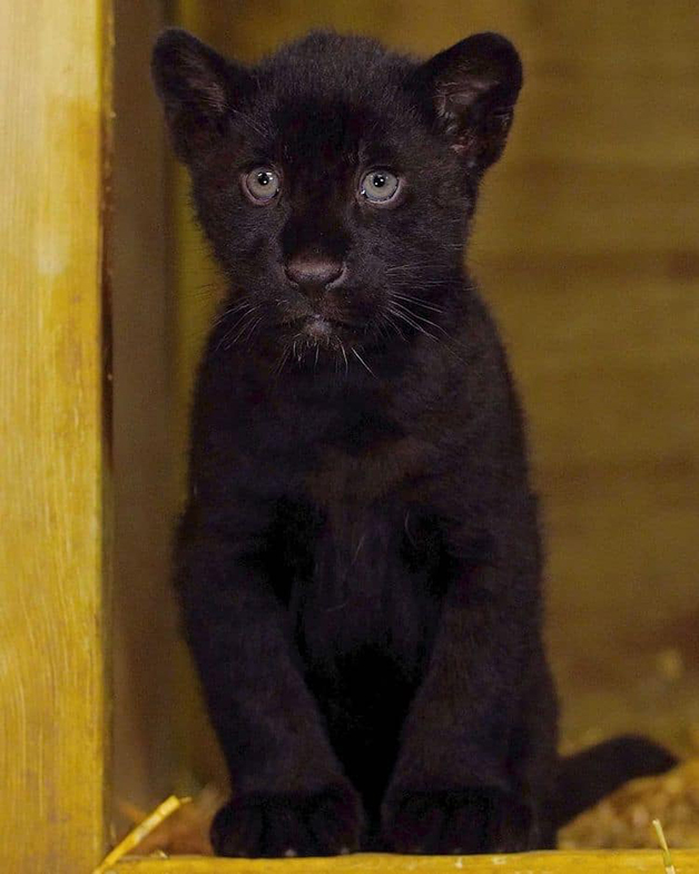 agrandeartedeserfeliz.com - Baby, a filhote de onça-pintada que parece uma mini-pantera negra nascida em santuário na Inglaterra