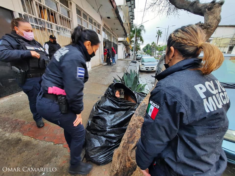 agrandeartedeserfeliz.com - Moradora de rua idosa dormia em saco de lixo com seus cães para se refugiar do frio