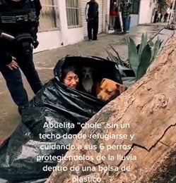 agrandeartedeserfeliz.com - Moradora de rua idosa dormia em saco de lixo com seus cães para se refugiar do frio