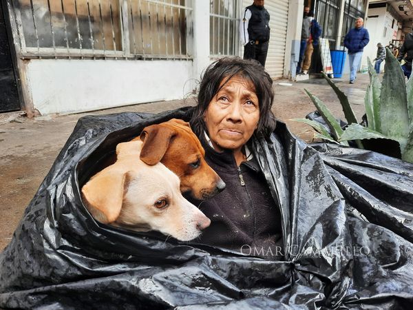 agrandeartedeserfeliz.com - Moradora de rua idosa dormia em saco de lixo com seus cães para se refugiar do frio