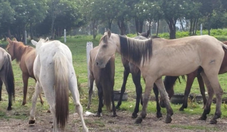 agrandeartedeserfeliz.com - Colômbia aprova lei que proíbe veículos puxados por animais no país: 'Não são máquinas'