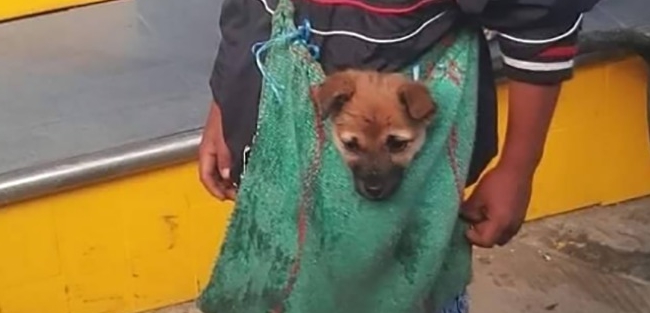 agrandeartedeserfeliz.com - Foto de menino humilde que trabalha como ambulante levando cachorrinho em bolsa comove internet