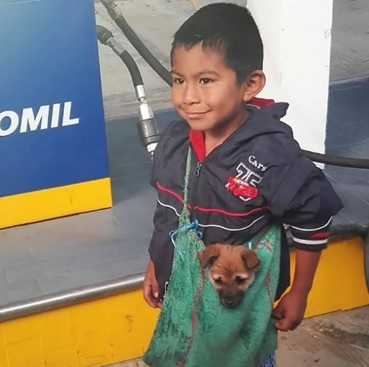 agrandeartedeserfeliz.com - Foto de menino humilde que trabalha como ambulante levando cachorrinho em bolsa comove internet