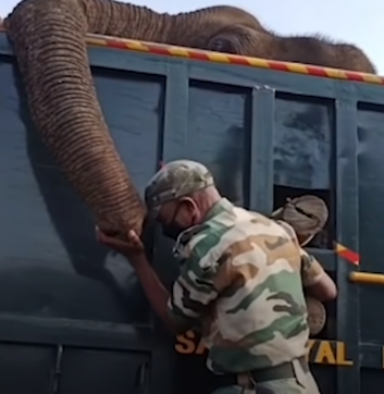 agrandeartedeserfeliz.com - Guarda florestal chora ao descobrir falecimento de elefante que ele cuidava há mais de 10 anos