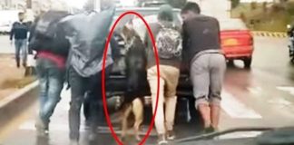 Cachorrinho solidário é flagrado ajudando seus tutores a empurrar carro estragado na rua