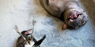 Ave resgatada faz amizade com cadela pit bull e começa a ‘latir’ para manter amizade com ela