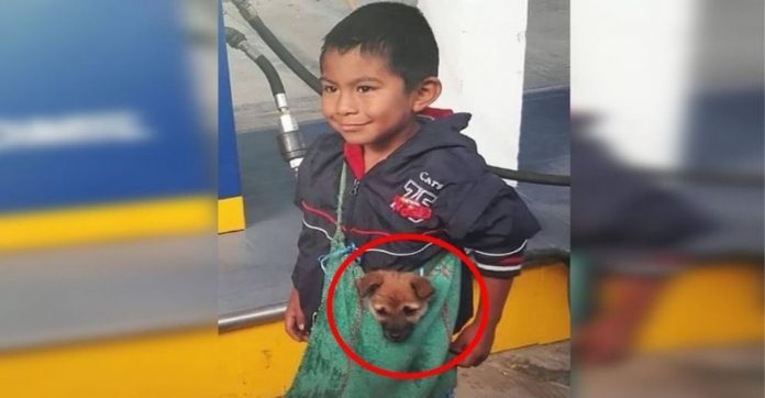 Foto de menino humilde que trabalha como ambulante levando cachorrinho em bolsa comove internet