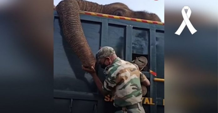 Guarda florestal chora ao descobrir falecimento de elefante que ele cuidava há mais de 10 anos